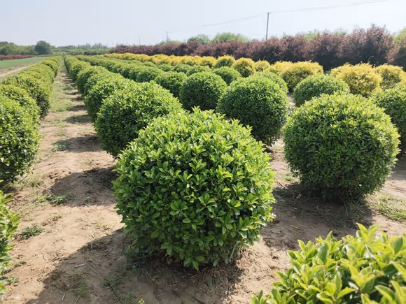 园林苗木种植基地