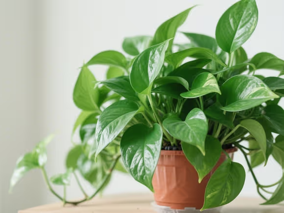 绿萝植物吸甲醛吗