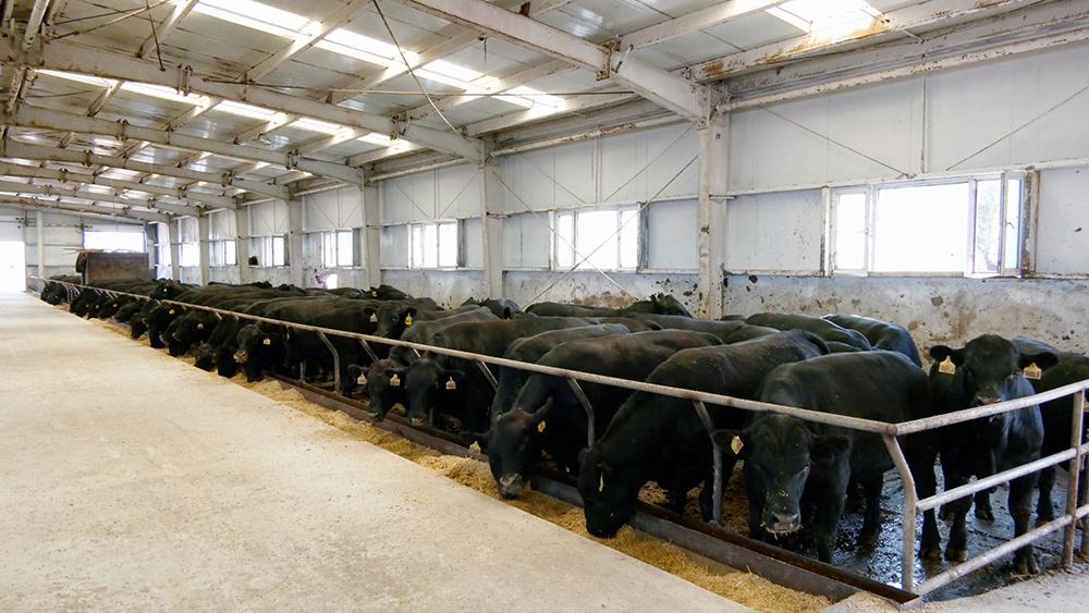 畜牧产业的现代化转型与可持续发展路径探索