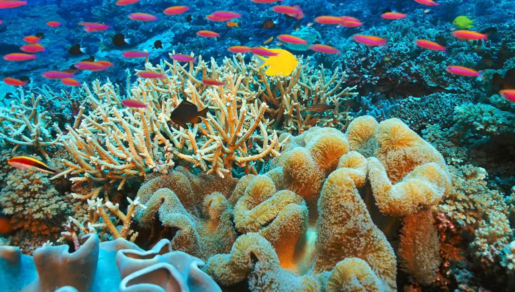 珊瑚礁：蔚蓝世界里的立体诗篇