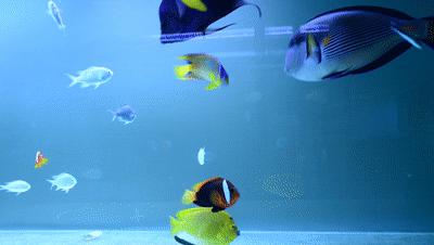 水族：黔桂山间的古老族群印记