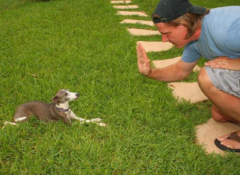 指尖与爪间的默契：宠物训练里的温暖修行