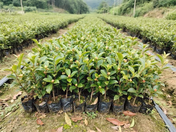 高产油茶种苗基地