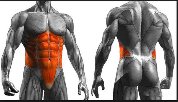 核心力量：身体平衡与运动效能的隐形支柱