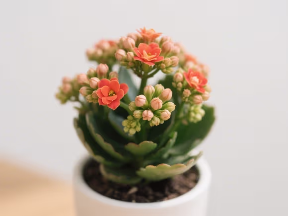 长寿花怎么养的好