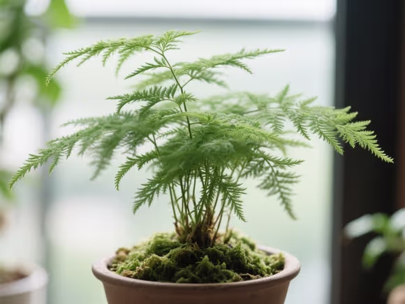 文竹怎样养才旺盛