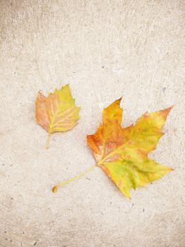 梧桐叶上的光阴