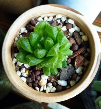 指尖上的多肉诗篇