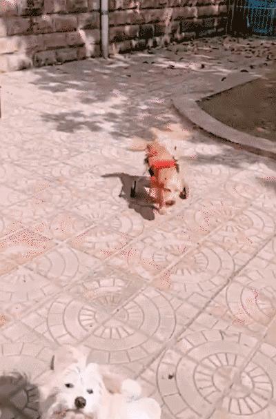 毛孩子的魔法：那些被爪子挠出来的温柔日常