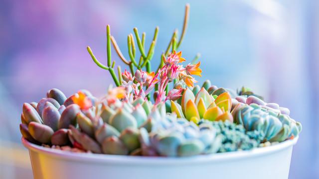 多肉植物：生命形态的独特演化与生存智慧