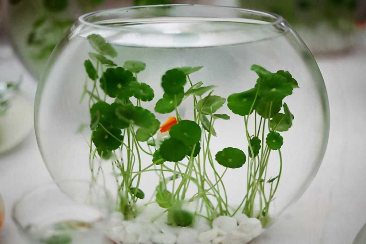 玻璃容器里的绿意：水培植物的诗意栖居