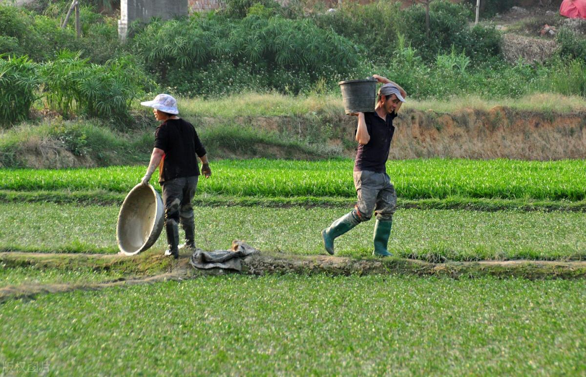 田埂上的 “江湖”：那些年被庄稼 “套路” 的农人们