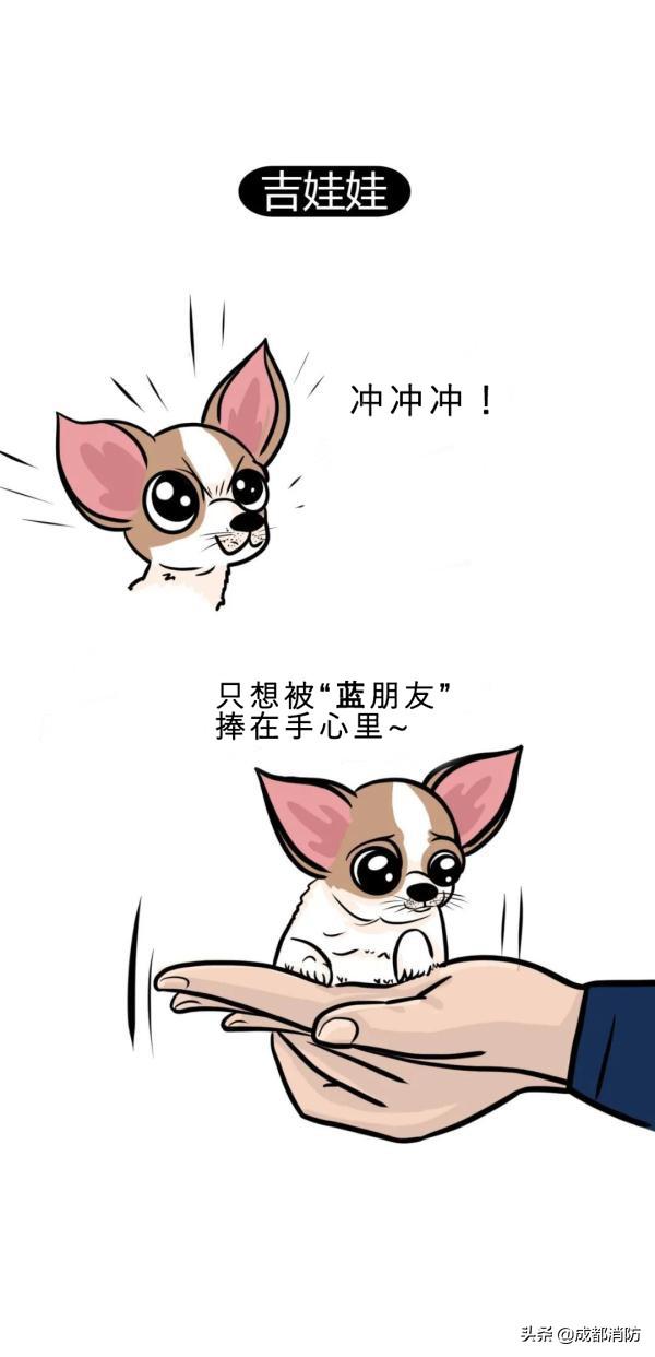 毛孩子教会我的那些事：比拥抱更暖的生命羁绊