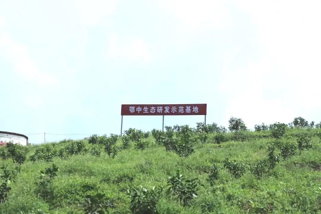 土壤与餐桌的对话：解码有机食品的生态密码与消费图景