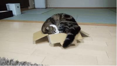 猫主子的迷惑行为大赏：人类永远猜不透的毛球逻辑