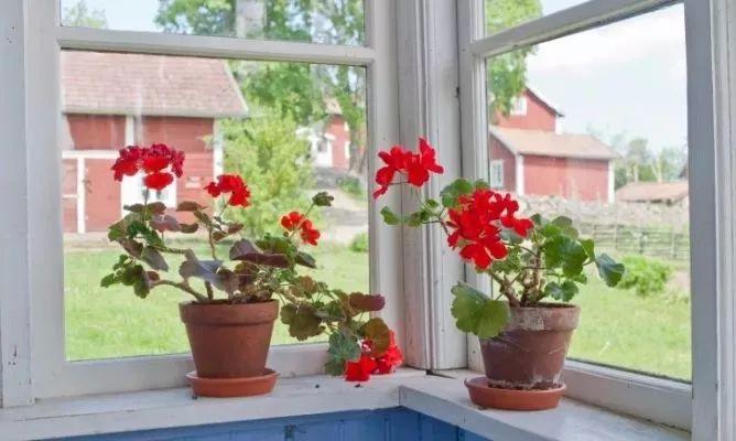 窗台上的植物江湖