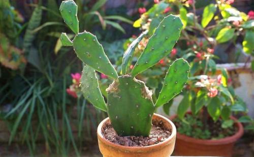 盆栽常见问题大揭秘：从入门到进阶的实用指南