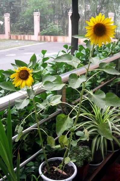 阳台上的向日葵与未拆的作业本