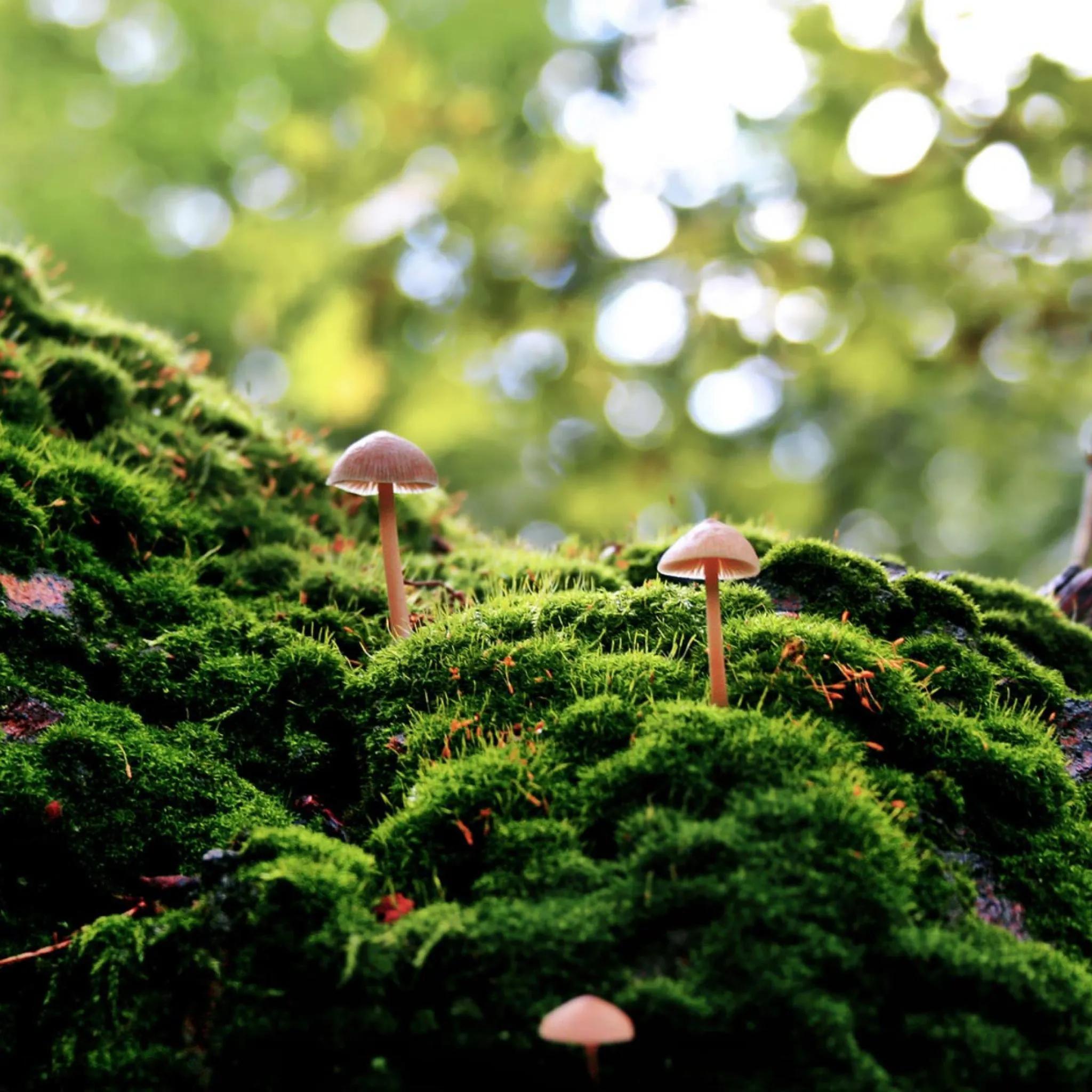 苔藓：隐秘角落里的生命诗篇