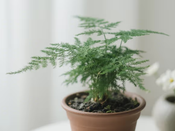 文竹盆栽怎么养护