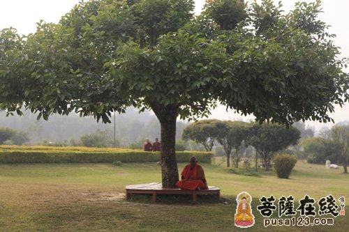 菩提树下的尘光