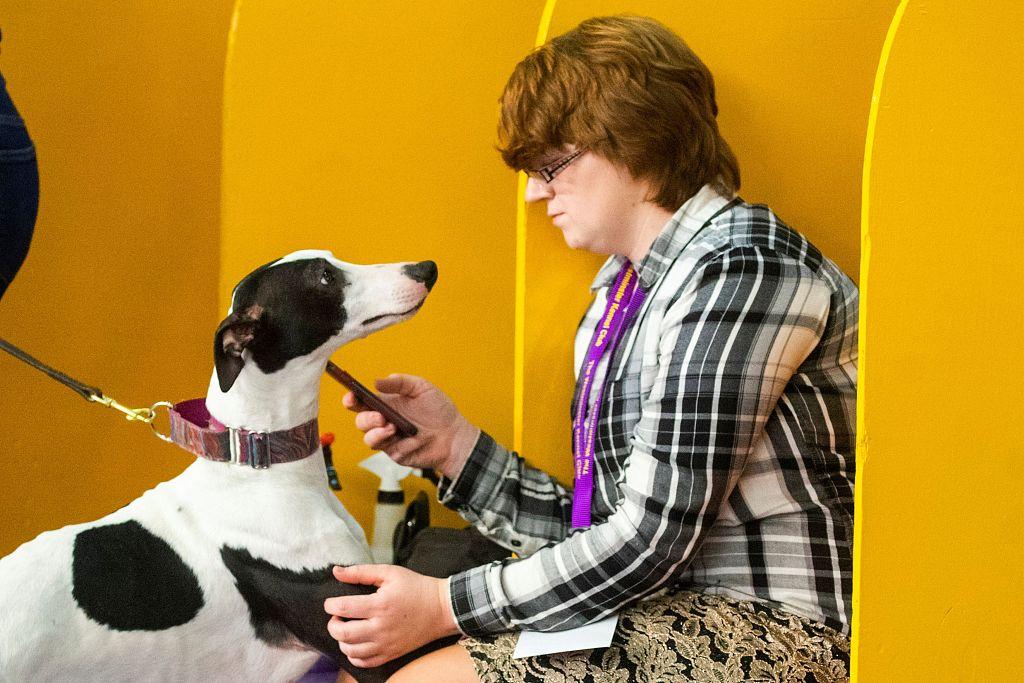 毛茸身影里的人间暖意:宠物与人类的共生诗篇