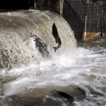 洄游:水纹里的光阴密语