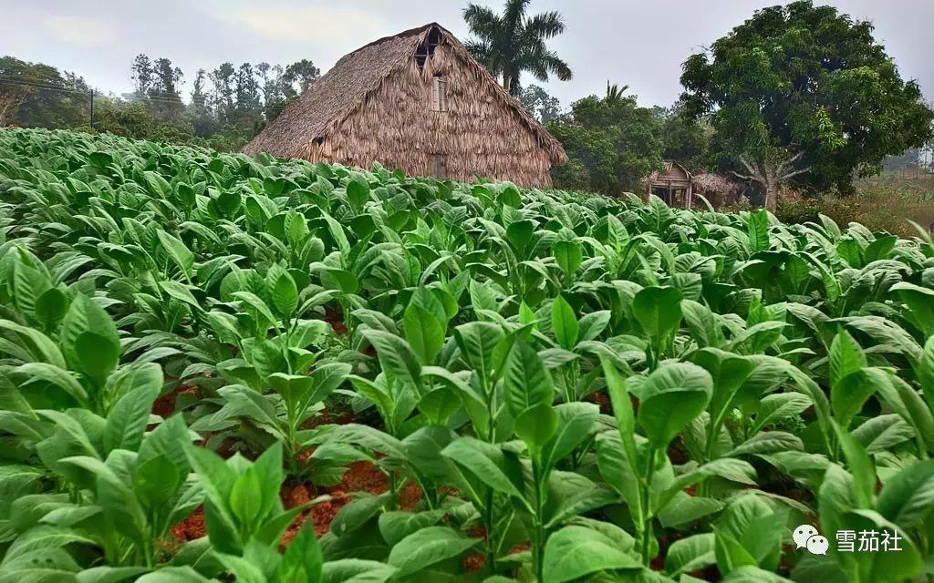 雪茄烬余：时光在烟草褶皱里的低语