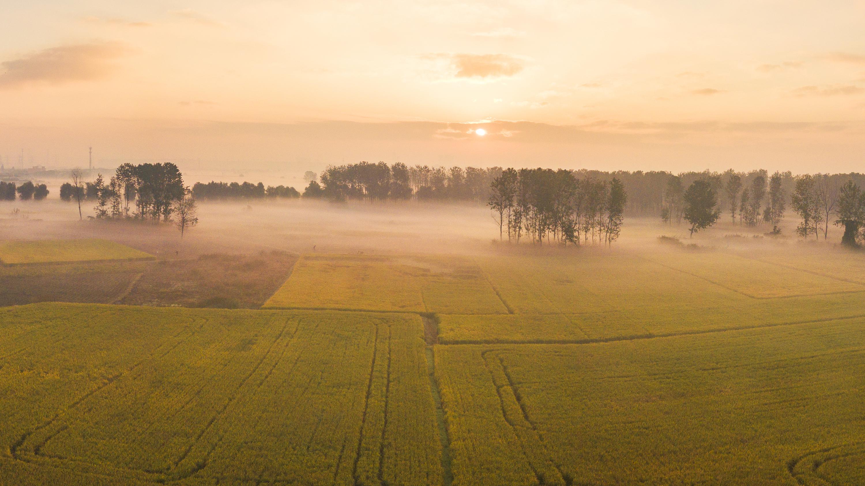 田埂上的光阴，在稻穗与麦芒间流转