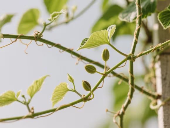 藤蔓是种子植物吗