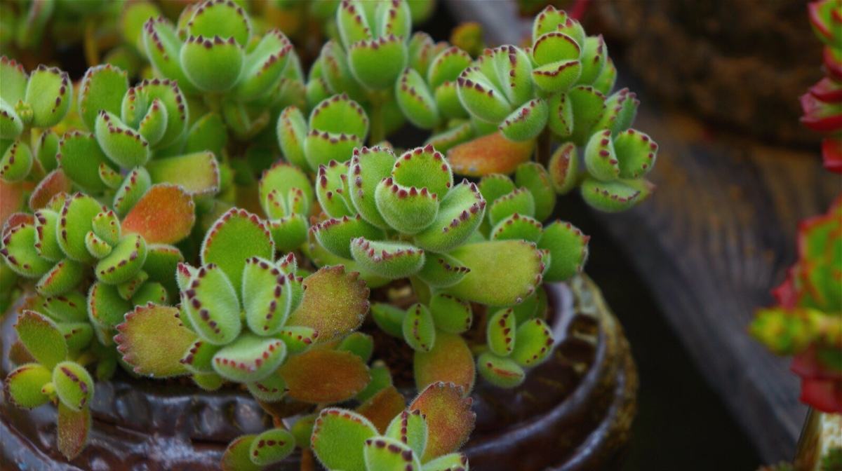 多肉植物:窗台上的小胖子军团,藏着多少治愈秘密?