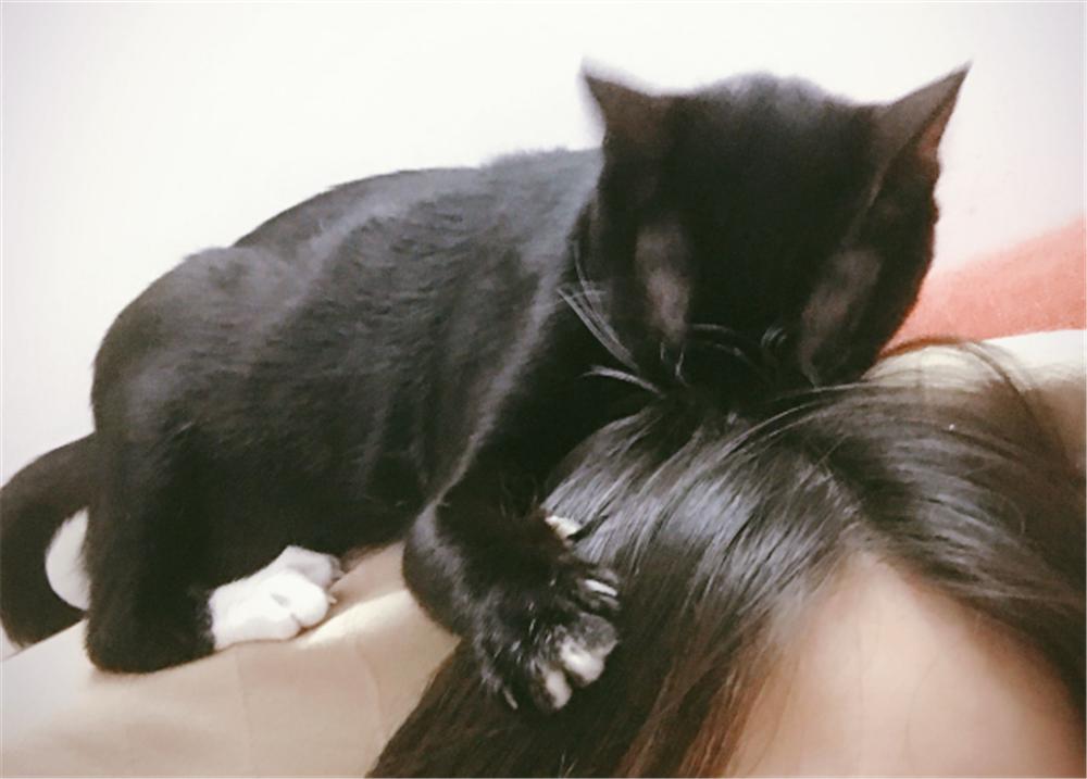 我家猫可能偷偷报了行为艺术班