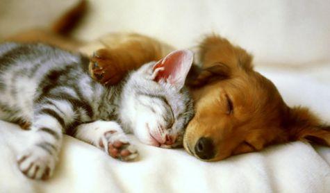 当毛茸茸的生命走进生活:宠物背后的情感与社会密码