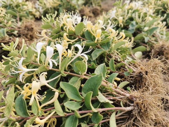金银花苗价格多少