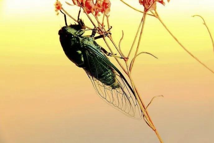 蝉鸣织就的光阴网