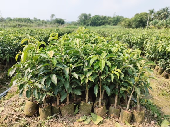 高州果苗种植基地