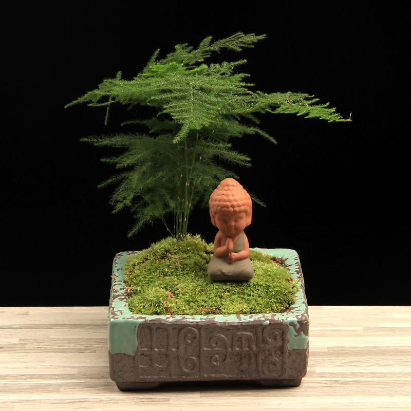 方寸盆栽里的自然乾坤：从选植到养护的生活美学