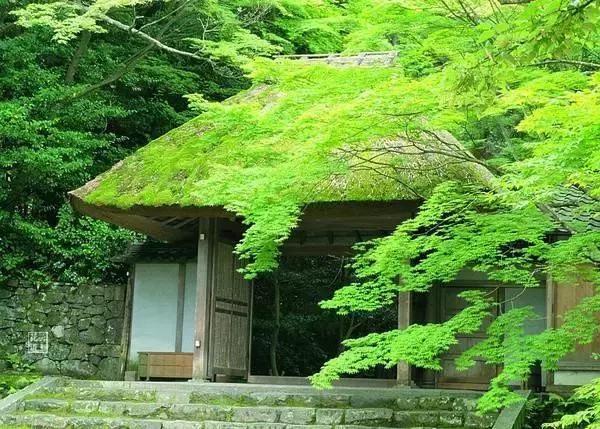 苔痕上阶绿：那些藏在角落里的生命奇迹