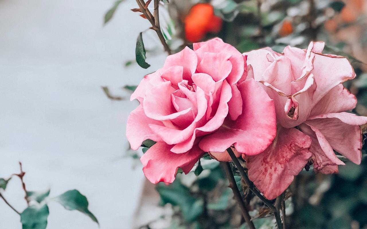 花影流转：自然的诗与生活的韵