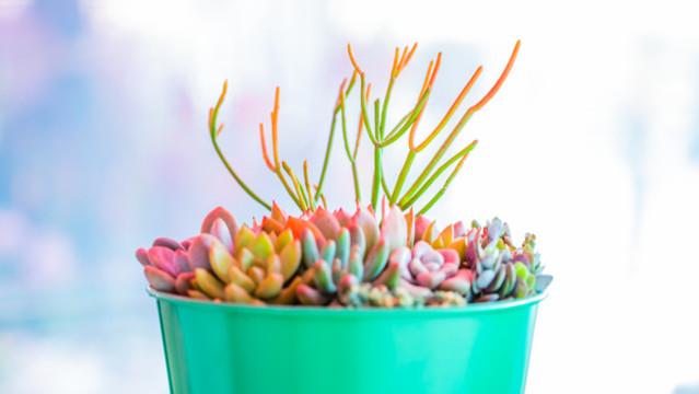 多肉植物：指尖上的自然诗篇
