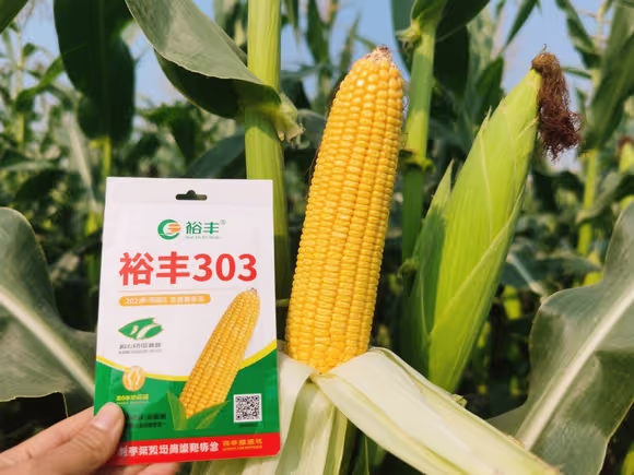 裕丰303玉米种
