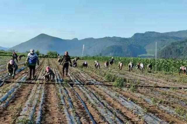 乡村中药材种植：自然馈赠与产业智慧的共生