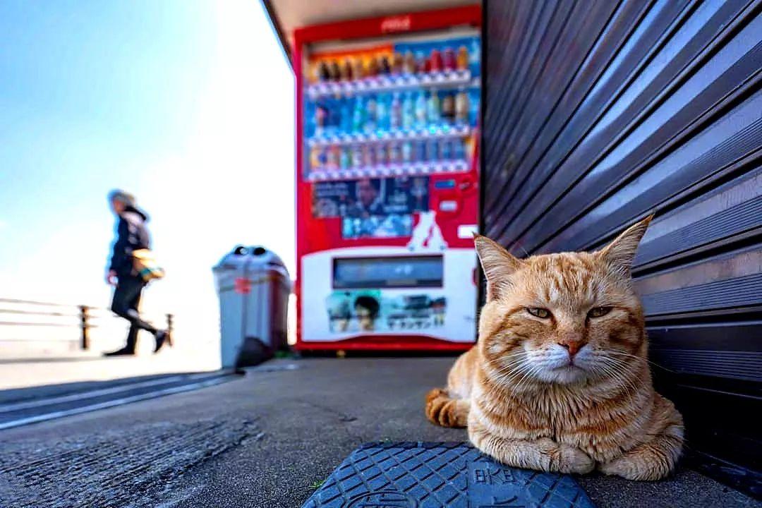 街角那抹橘色，成了我生活里最暖的光