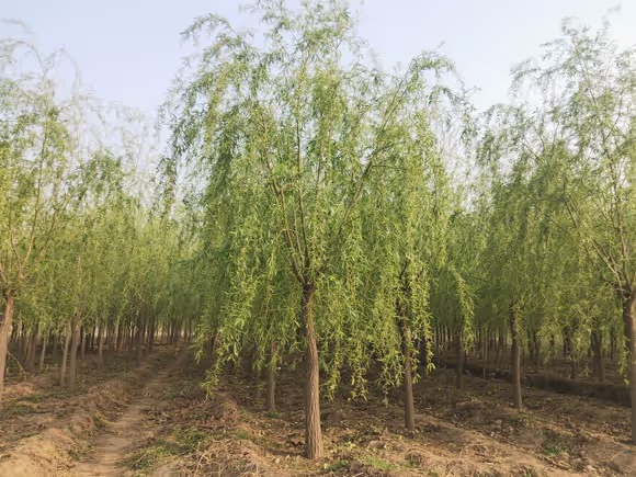 柳树绿化苗木基地