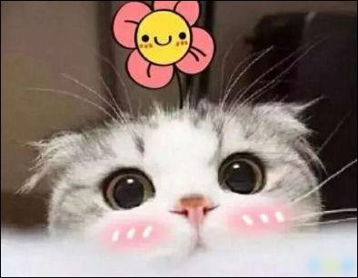 宠物：人类社会中特殊的情感纽带与生活伙伴