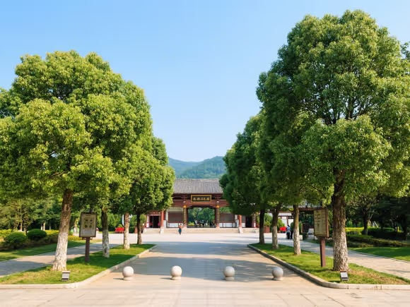 景区门口种什么树