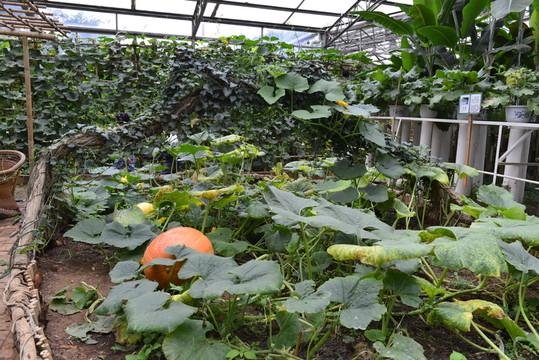 泥土里长出的诗行：有机食品的自然叙事