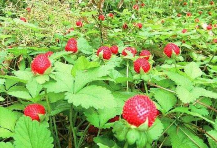 田埂上的 “显眼包”：种地那些哭笑不得的事儿