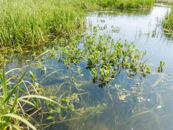 沉水植物水质改善