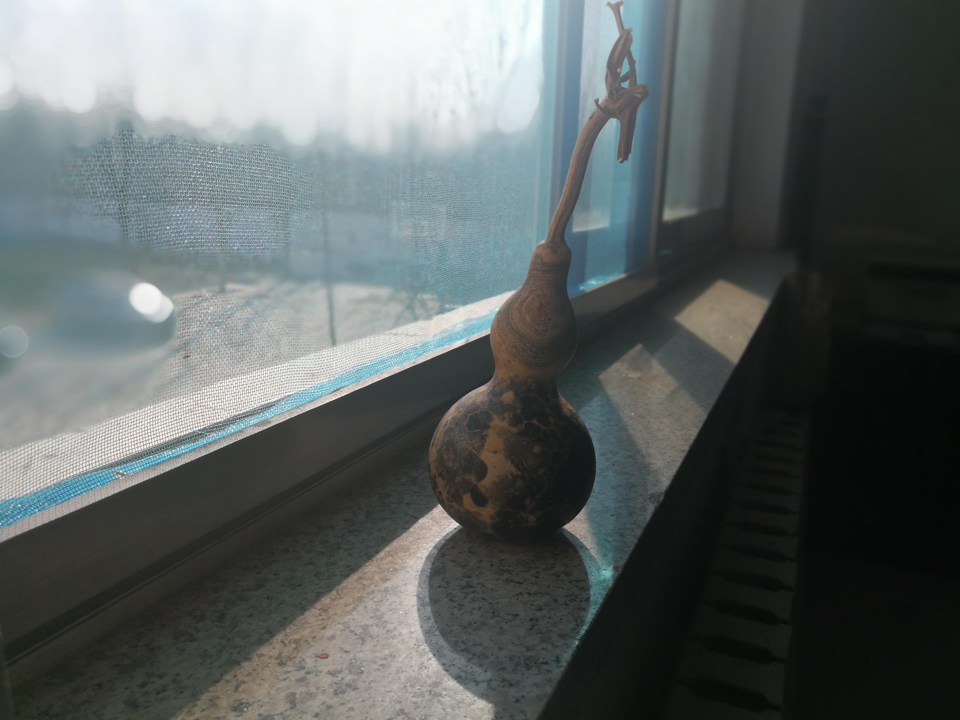 窗台的阳光与爪印：那些被毛孩子填满的日子